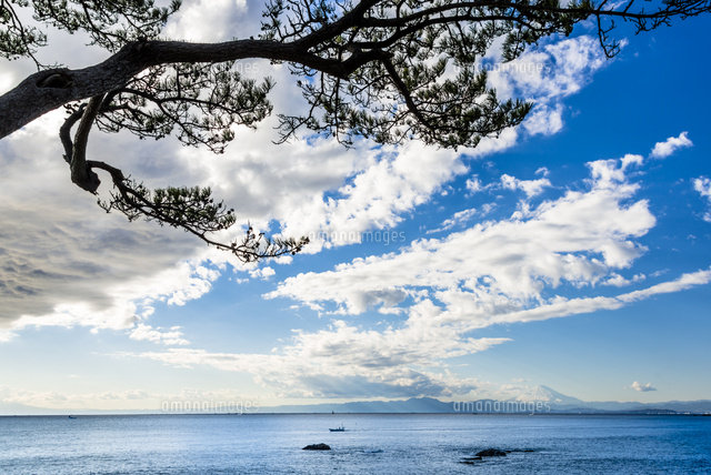 立石公園の見晴台より松と富士山と相模湾
(c)Yutaka Isayama/a.collectionRF