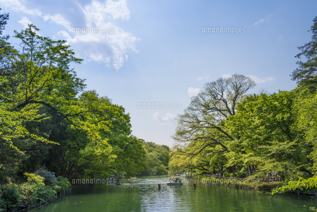 井の頭公園の新緑
(c)Yutaka Isayama/a.collectionRF