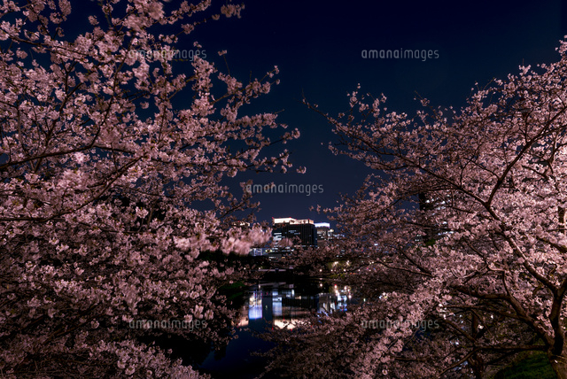 皇居外苑・桜田壕から八重洲ビル群と桜の夜景
(c)Yutaka Isayama/a.collectionRF