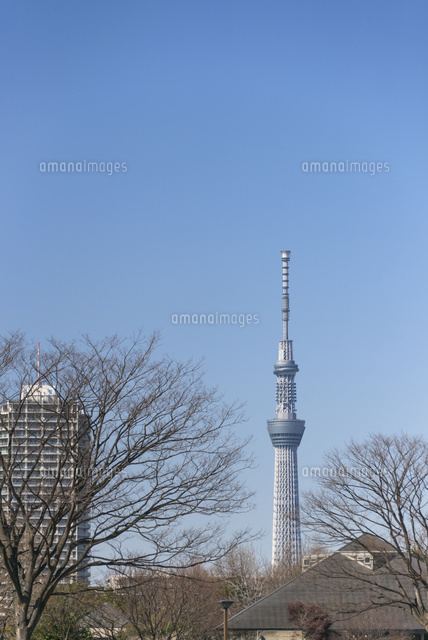 木場公園から見えるスカイツリー
(c)Yutaka Isayama/a.collectionRF