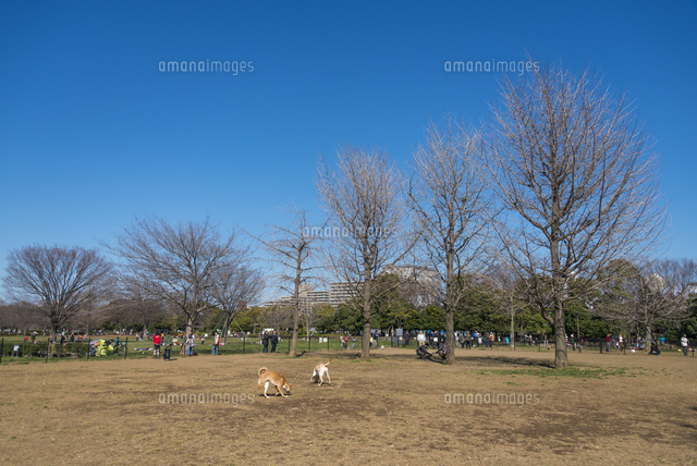 木場公園のドッグラン
(c)Yutaka Isayama/a.collectionRF
