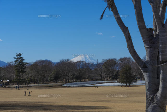 昭和記念公園からの富士山
(c)Yutaka Isayama/a.collectionRF
