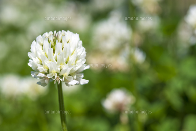 シロツメクサの花
(c)Yutaka Isayama/a.collectionRF