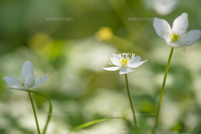 ニリンソウの花
(c)Yutaka Isayama/a.collectionRF