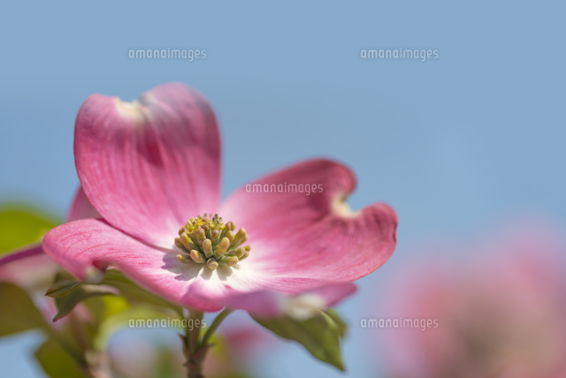 ハナミズキの花(ピンク)
(c)Yutaka Isayama/a.collectionRF
