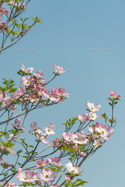 ハナミズキの花々
(c)Yutaka Isayama/a.collectionRF