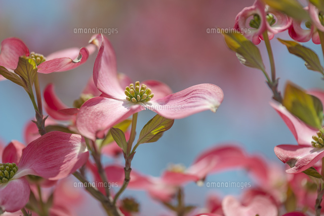 ハナミズキの花々(赤)
(c)Yutaka Isayama/a.collectionRF