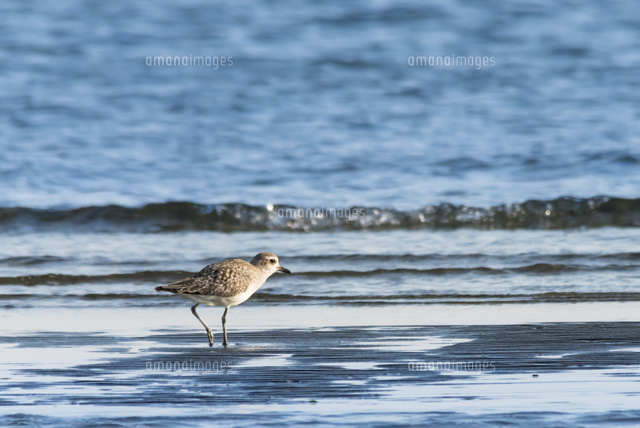 ふなばし三番瀬海浜公園・キョウジョシギ(♀)
(c)Yutaka Isayama/a.collectionRF