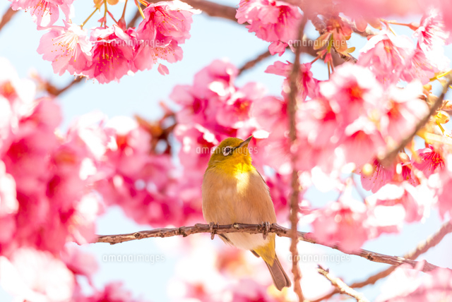 メジロと河津桜
(c)Yutaka Isayama/a.collectionRF
