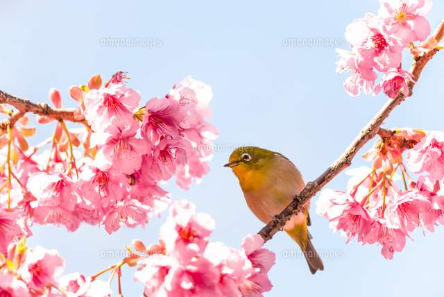 メジロと河津桜
(c)Yutaka Isayama/a.collectionRF