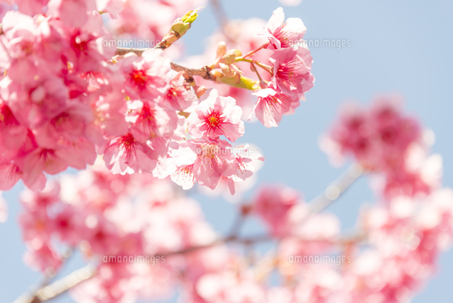 河津桜
(c)Yutaka Isayama/a.collectionRF