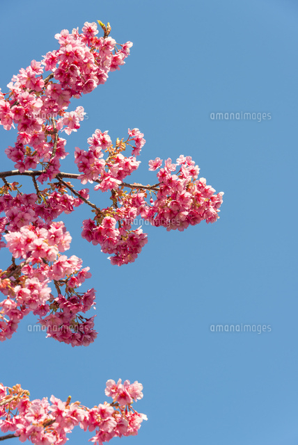 河津桜
(c)Yutaka Isayama/a.collectionRF