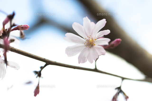 十月桜(春開花)
(c)Yutaka Isayama/a.collectionRF