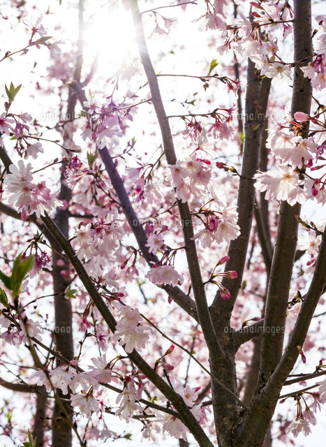 十月桜(逆光)
(c)Yutaka Isayama/a.collectionRF