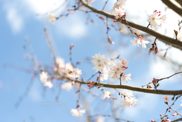 十月桜(春開花)
(c)Yutaka Isayama/a.collectionRF