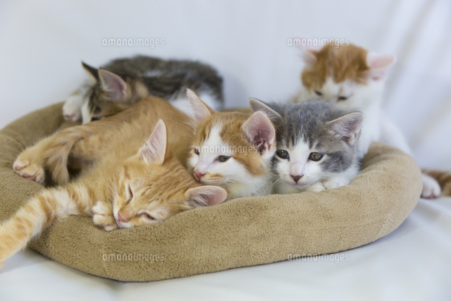仔猫たち
(c)officek/a.collectionRF