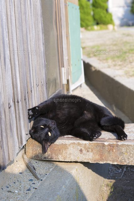 転がって甘える黒猫
(c)officek/a.collectionRF