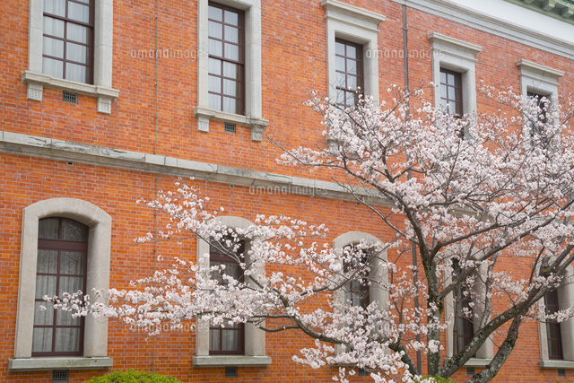 旧海軍兵学校生徒館と桜
(c)JAPACK/a.collectionRF