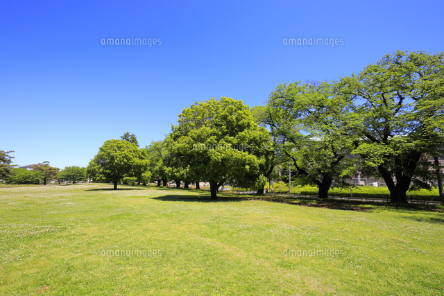 新緑の公園
(c)Koutaro Makioka/a.collectionRF