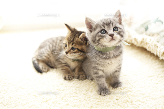 並んだ2匹の猫
(c)Shinya Sasaki/a.collectionRF