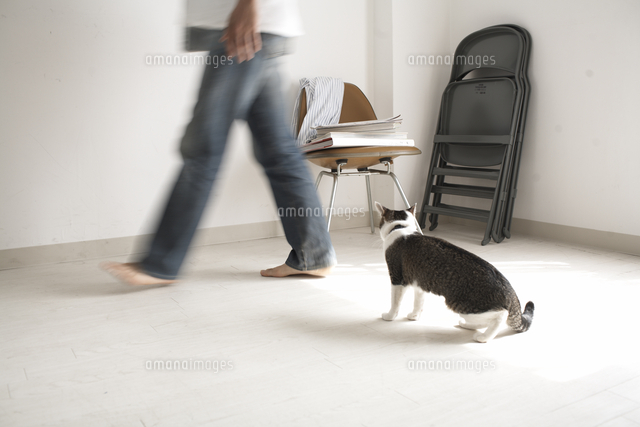 ノートパソコンを持って歩く人と猫
(c)Shinya Sasaki/a.collectionRF