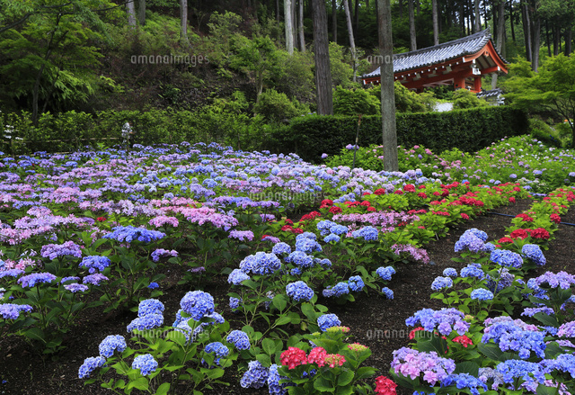 6月 アジサイ咲く三室戸寺 初夏の京都
(c)FUMIO YOSHIDA/a.collectionRF
