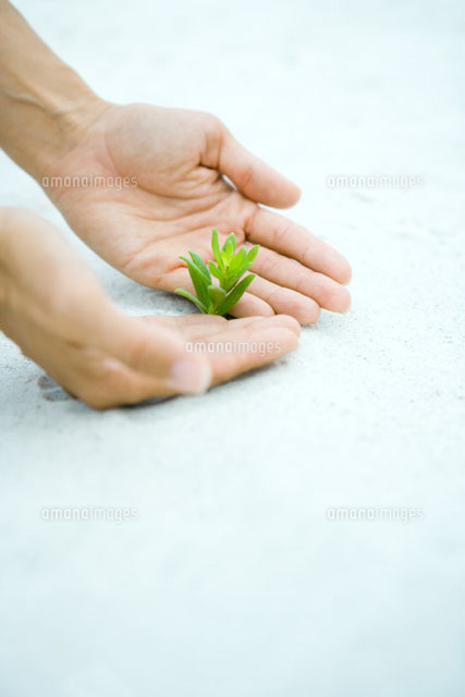 Cupped hands next to plant sprig
(c)Sandro Di Carlo Darsa/Photo Alto