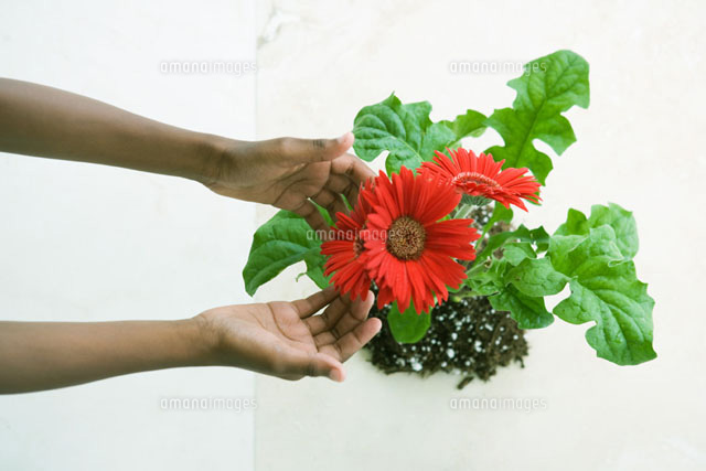 Hands touching gerbera daisies
(c)Sandro Di Carlo Darsa/Photo Alto