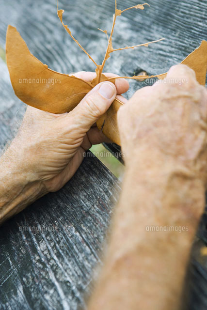 Hands tearing leaf
(c)Sandro Di Carlo Darsa/Photo Alto
