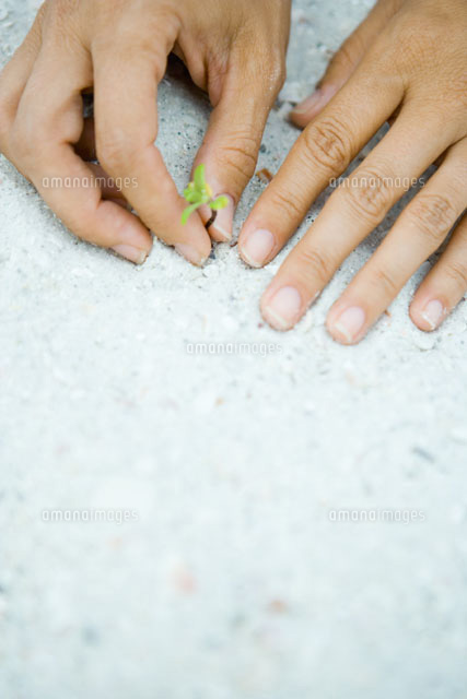 Hands planting seedling in sand
(c)Sandro Di Carlo Darsa/Photo Alto