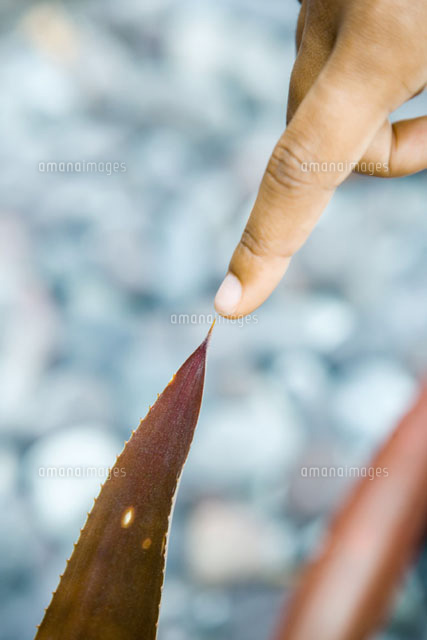 Finger pointing at sharp leaf
(c)Sandro Di Carlo Darsa/Photo Alto