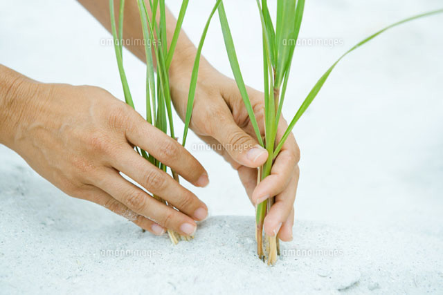 Hands holding dune grass growing in sand
(c)Sandro Di Carlo Darsa/Photo Alto