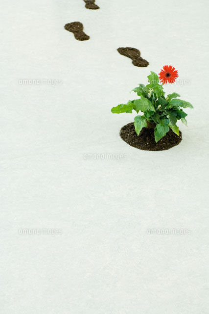 Flower and soil footprints
(c)Milena Boniek/Photo Alto