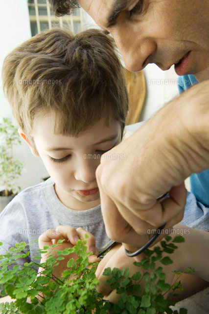 Father and son pruning plant together
(c)Odilon Dimier/PhotoAlto