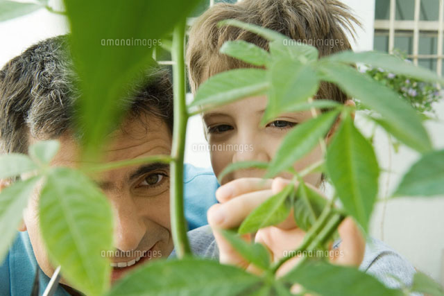 Father and son pruning plant together, smiling
(c)Odilon Dimier/PhotoAlto