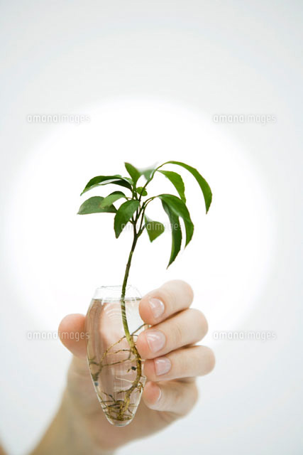 Hand holding plant in vase of water,close-up
(c)Sigrid Olsson/PhotoAlto