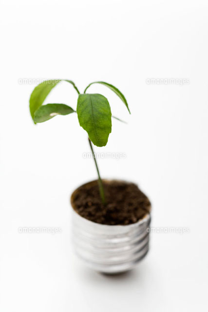 Seedling growing out of light bulb base
(c)Sigrid Olsson/PhotoAlto