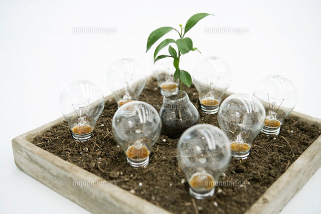 Seedling and light bulbs planted in tray of soil
(c)Sigrid Olsson/PhotoAlto