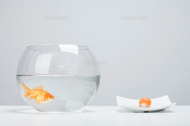 Goldfish in bowl beside single piece of salmon nigiri sushi
(c)Ale Ventura/PhotoAlto
