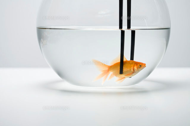 Goldfish in fishbowl caught by pair of chopsticks
(c)Ale Ventura/PhotoAlto