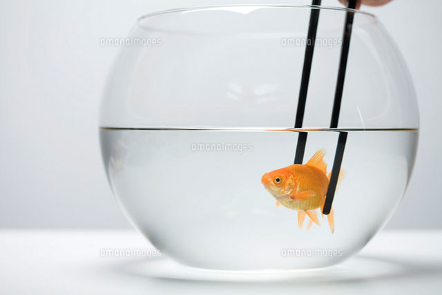 Goldfish in fishbowl caught by pair of chopsticks
(c)Ale Ventura/PhotoAlto