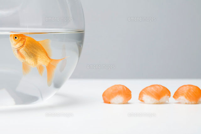 Goldfish swimming in fishbowl
(c)Ale Ventura/PhotoAlto