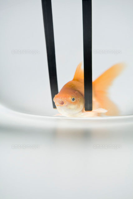Chopsticks holding goldfish,close-up
(c)Ale Ventura/PhotoAlto