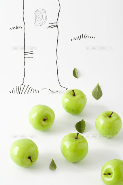 Green apples below drawing of tree trunk
(c)Laurence Mouton/PhotoAlto