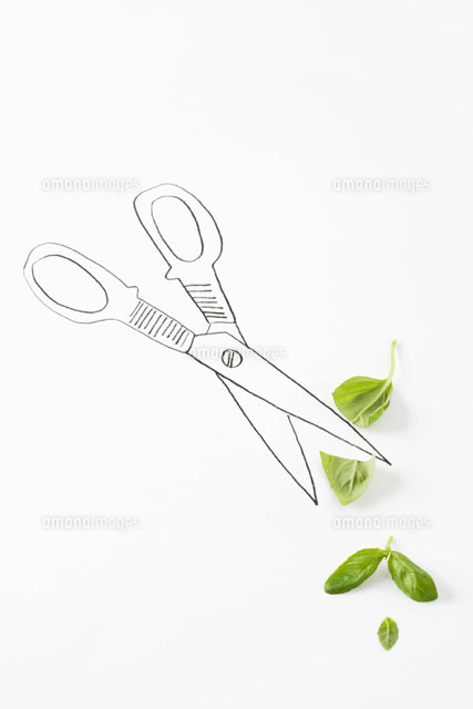 Drawing of scissors cutting basil leaves
(c)Laurence Mouton/PhotoAlto