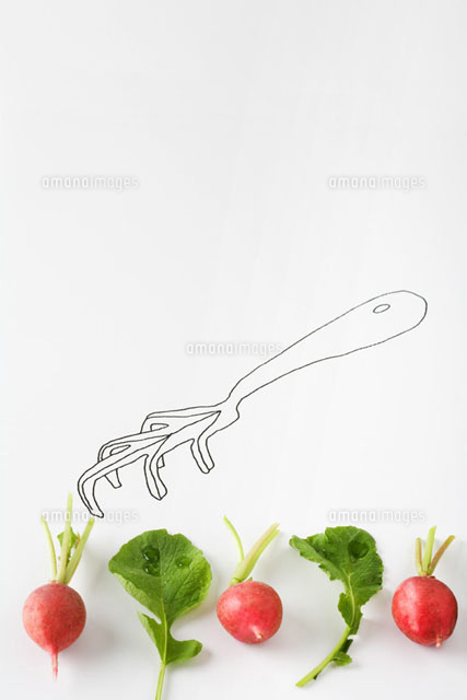 Radishes and arugula lined up
(c)Laurence Mouton/PhotoAlto