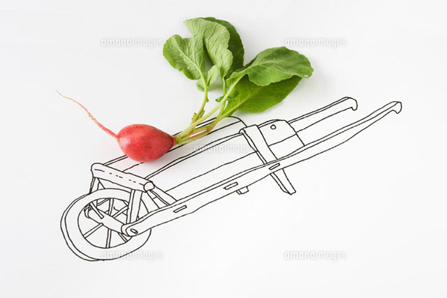 Fresh radish on drawing of cart
(c)Laurence Mouton/PhotoAlto