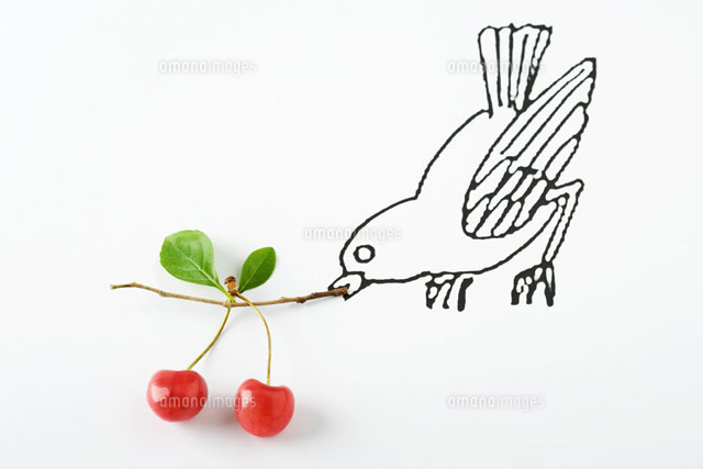 Drawing of bird carrying ripe cherries
(c)Laurence Mouton/PhotoAlto