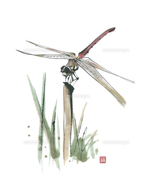 美しい花の画像 最新蜻蛉 イラスト