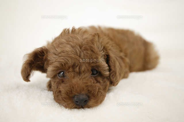 ブランケットの上で眠る子犬
(c)mon printemps